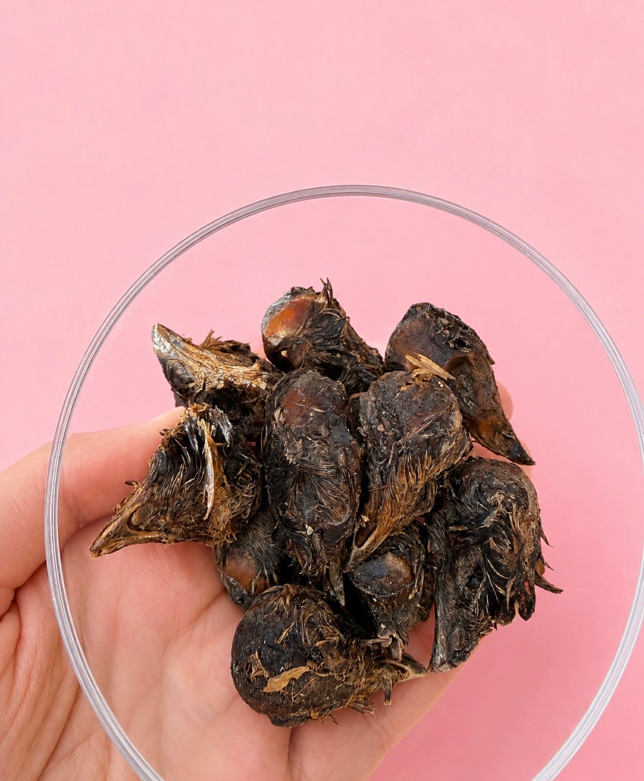 Quail Heads