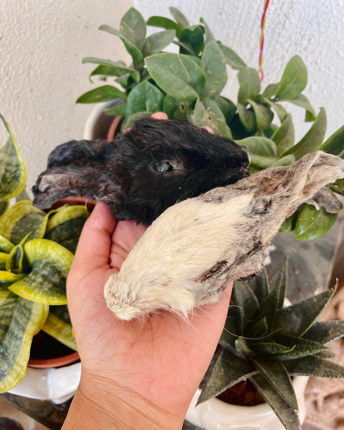 Rabbit Head