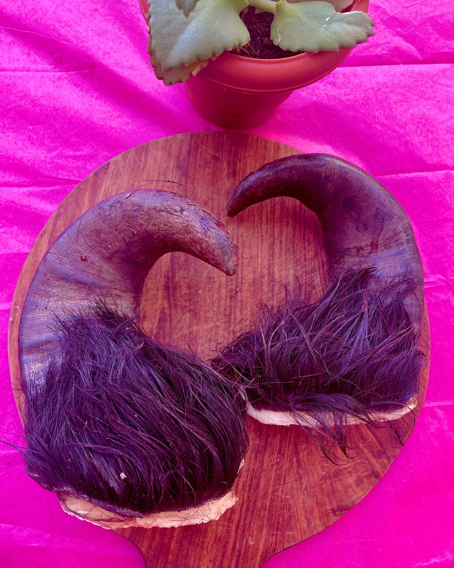 Buffalo Horn