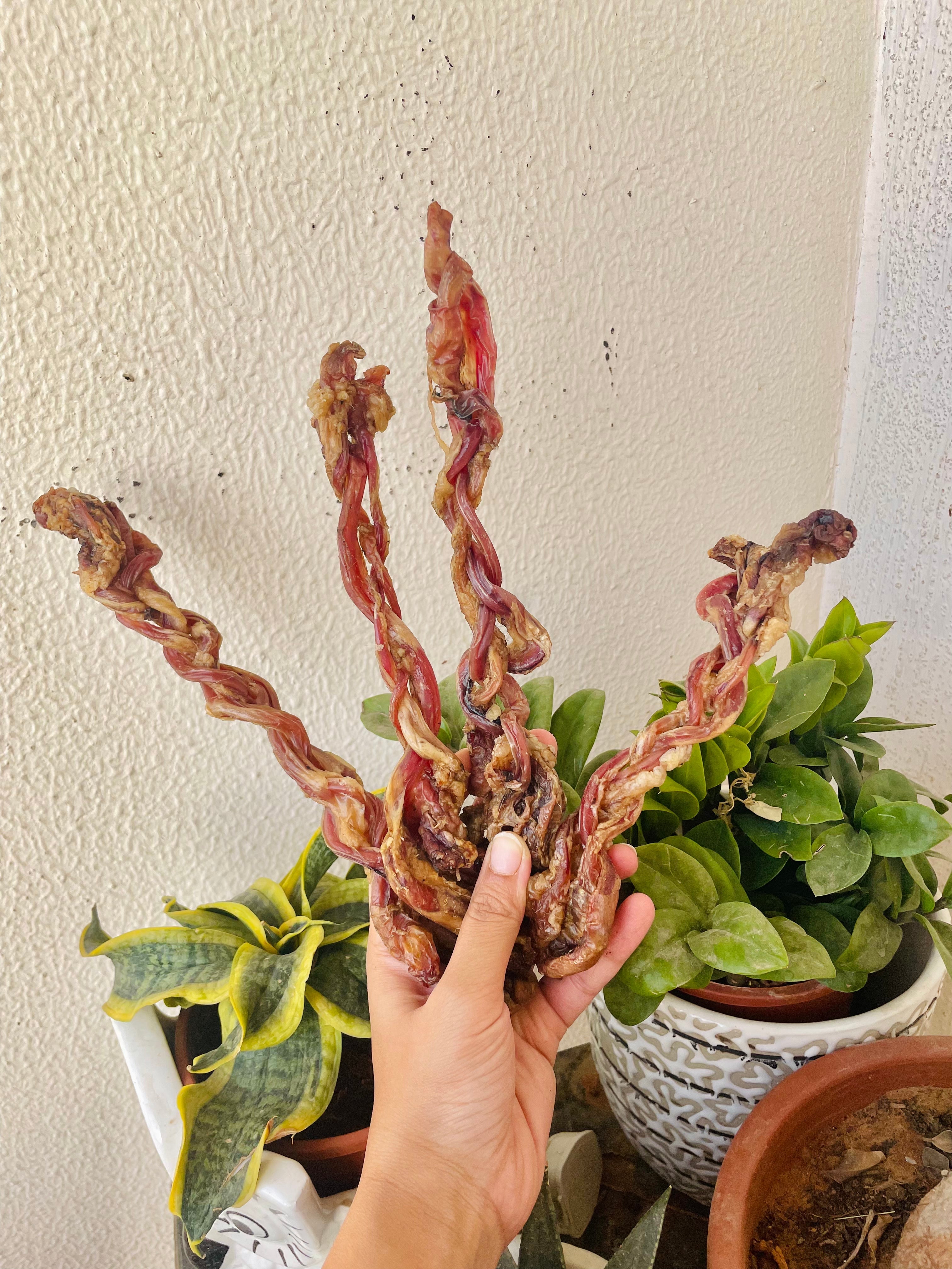 Goat Pizzle | Braided | Bites