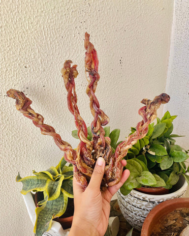 Goat Pizzle | Braided | Bites