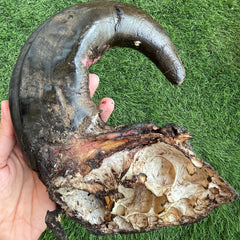 Horn Chews | Goat | Buffalo