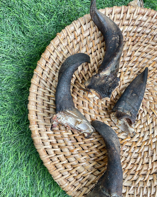 Horn Chews