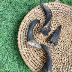 Horn Chews | Goat | Buffalo