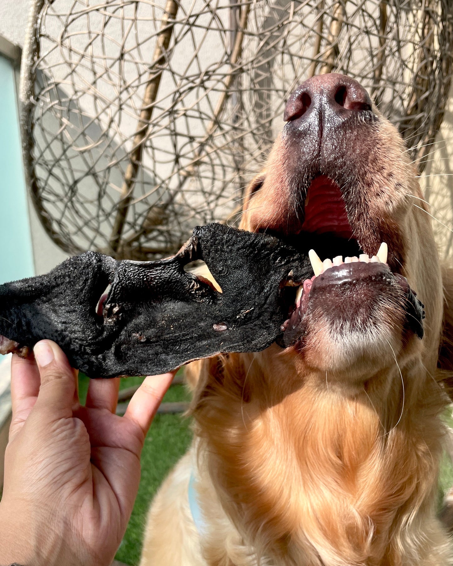 Boop Chews