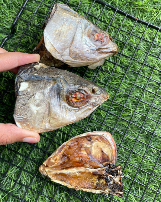 Fish Head Chew