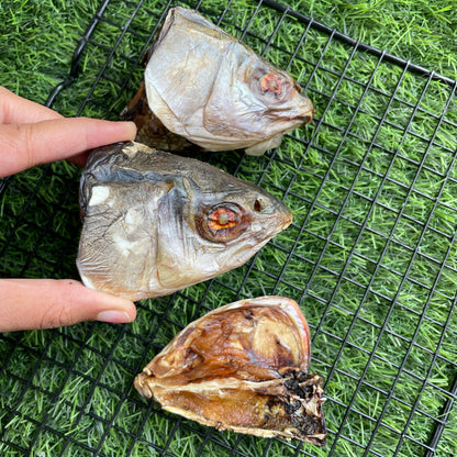 Fish Club