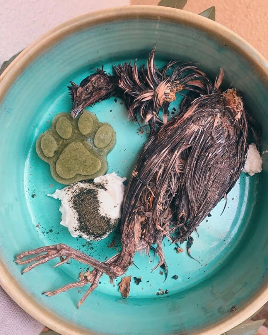 Whole Quail with Feathers