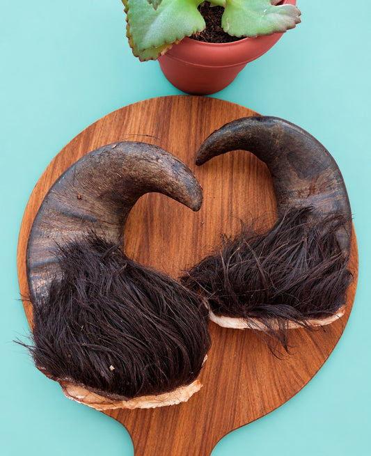 Buffalo Horn