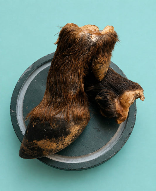 Buffalo Hoof
