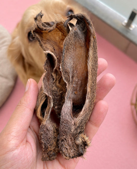 Rabbit Ear