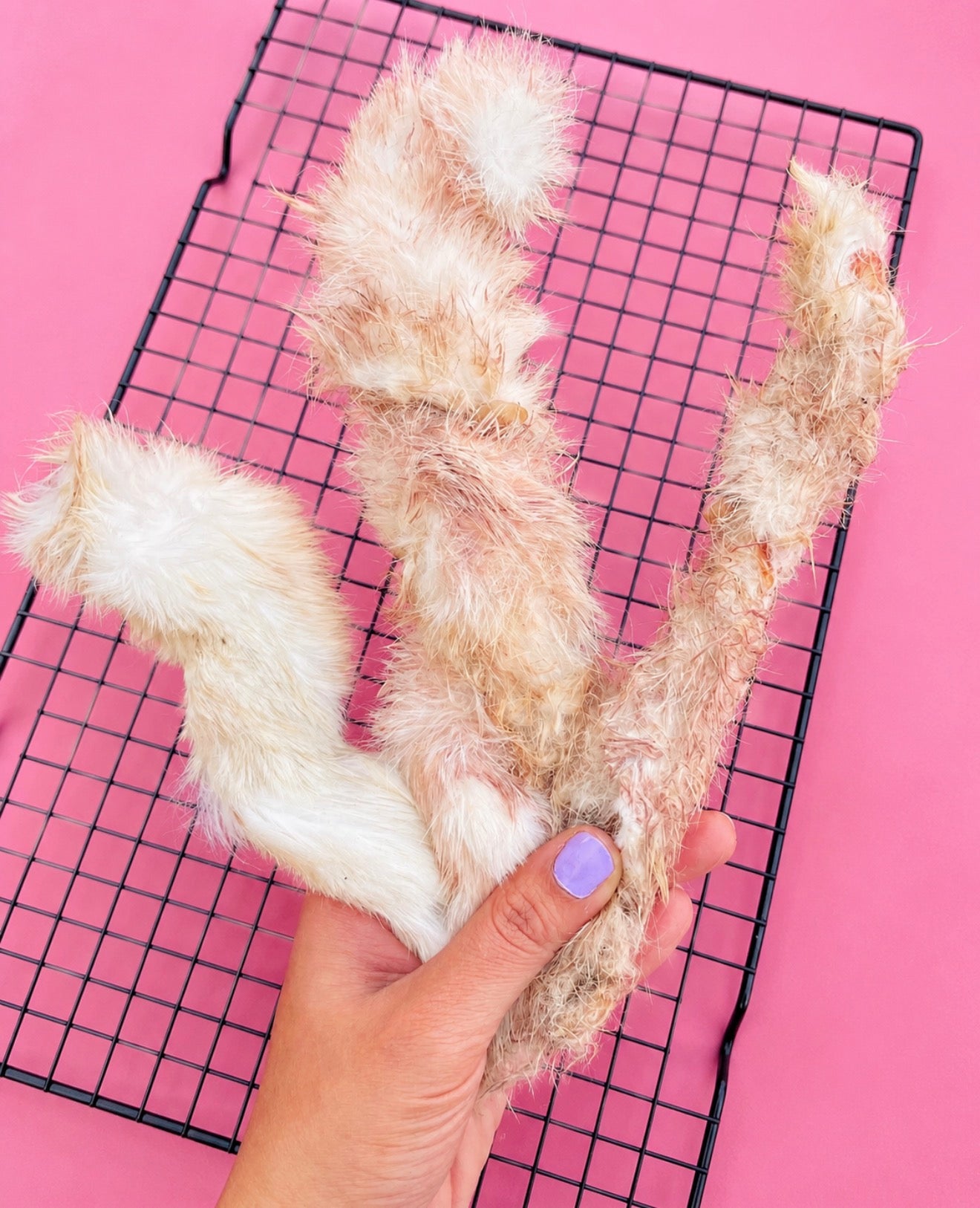 Rabbit Skin Chew