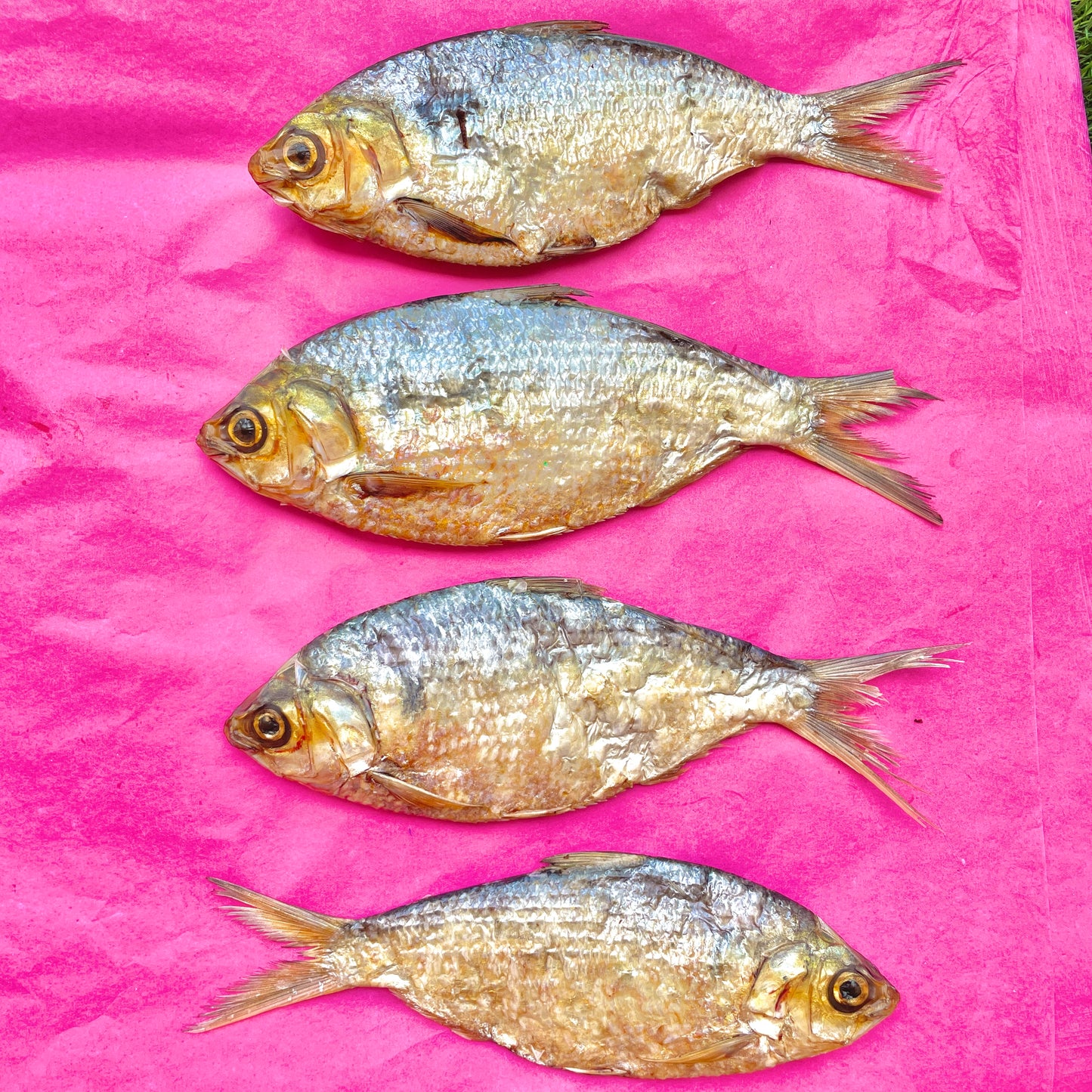 Fish Club