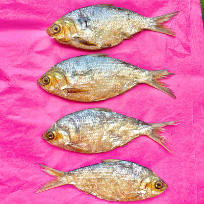 Fish Club