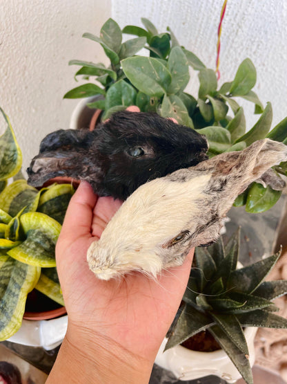 Head Chews