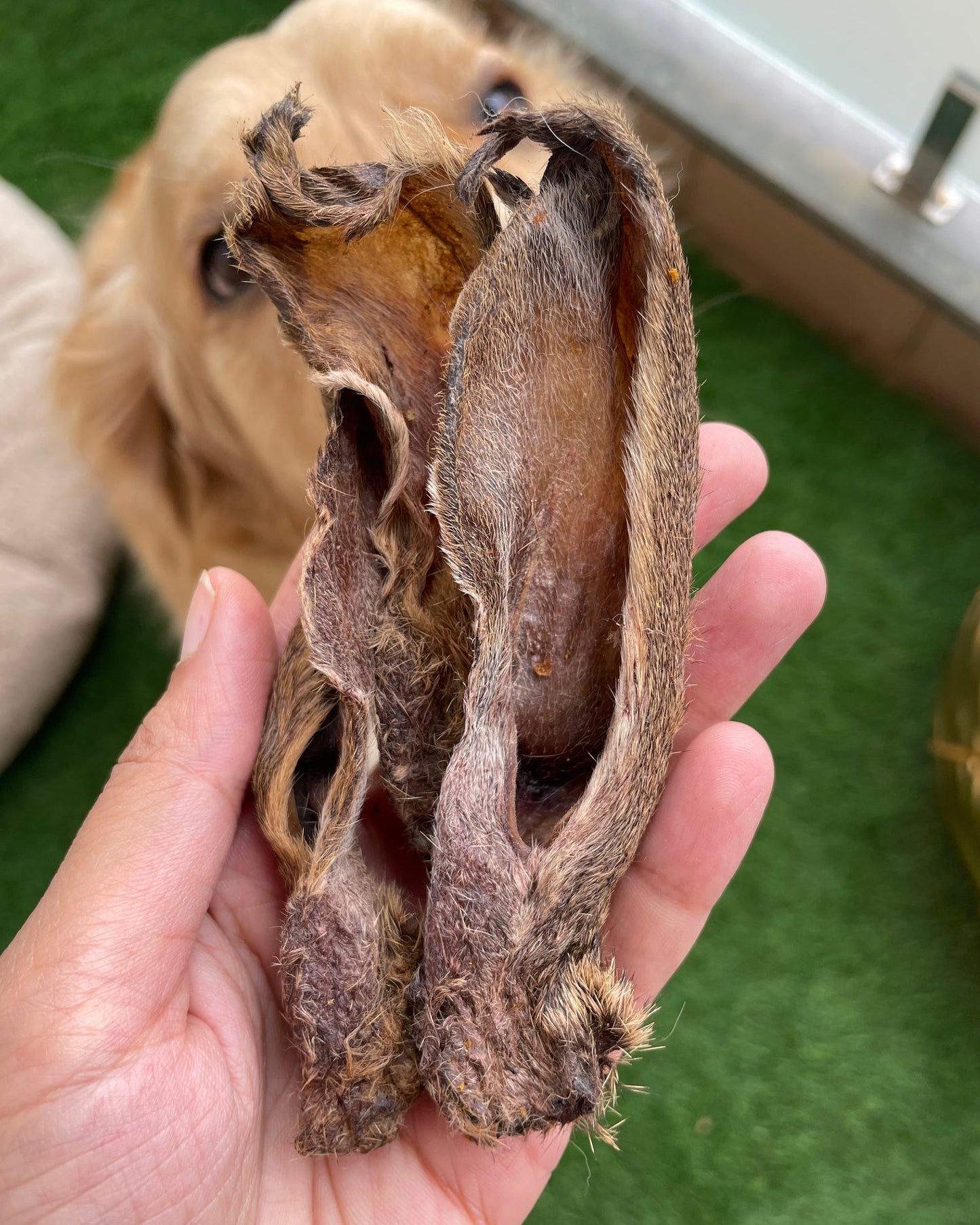 Rabbit Ear