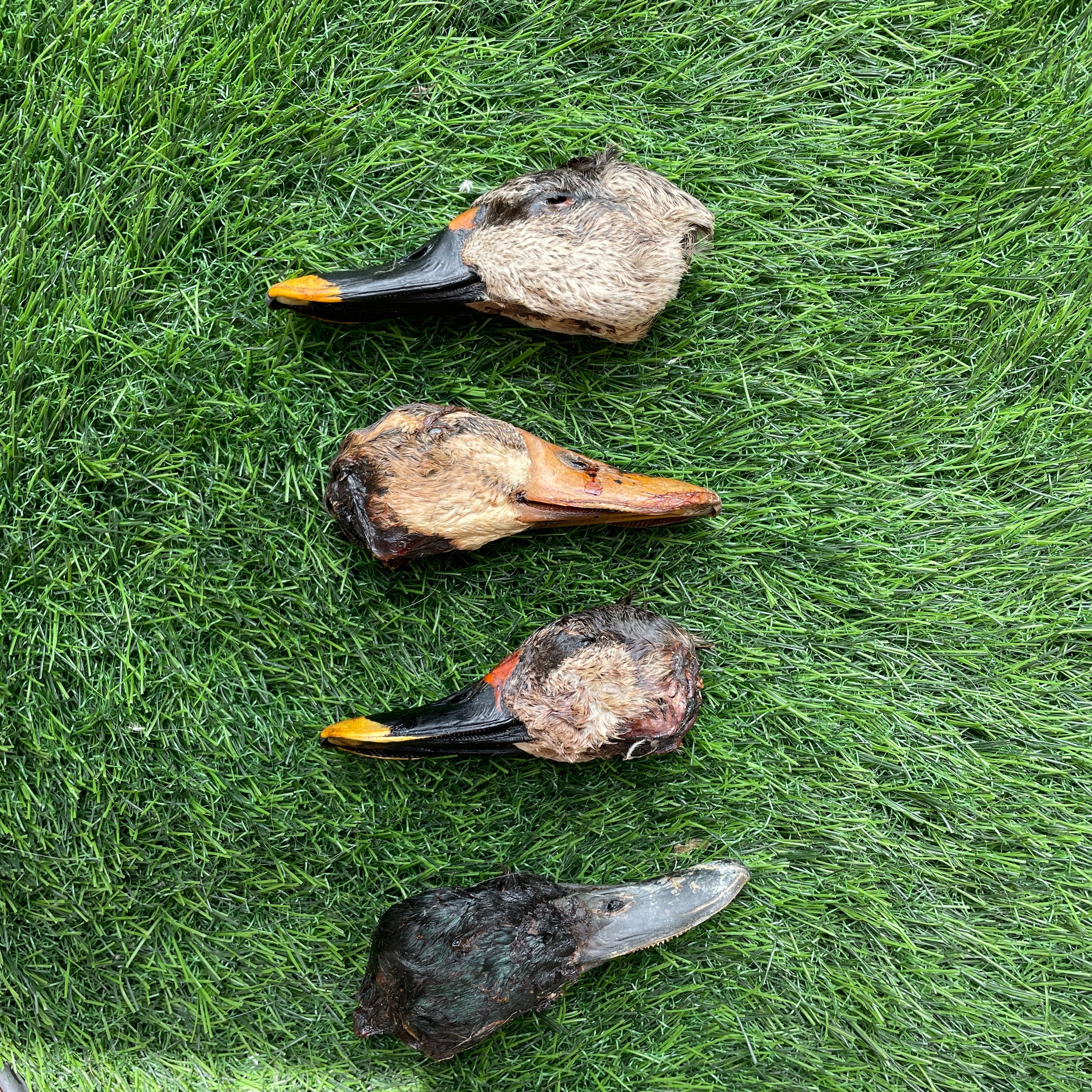 Head Chews | Chicken, Duck and More