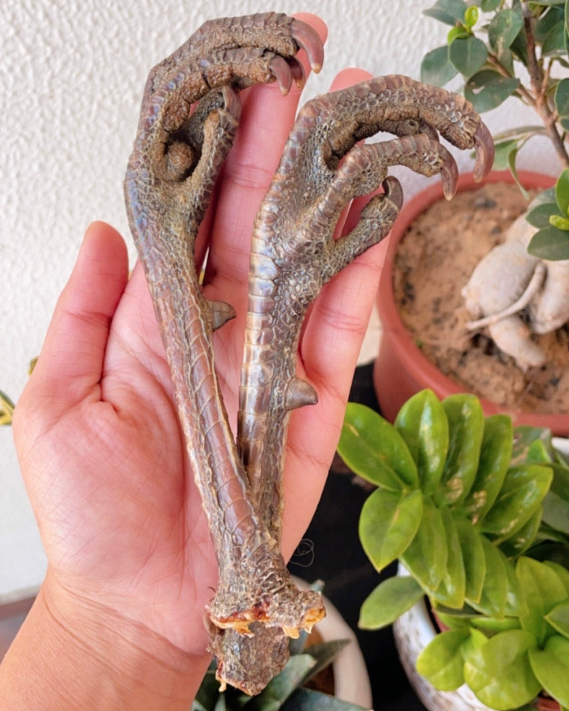 Turkey Feet