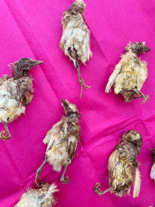 Whole Prey Chick