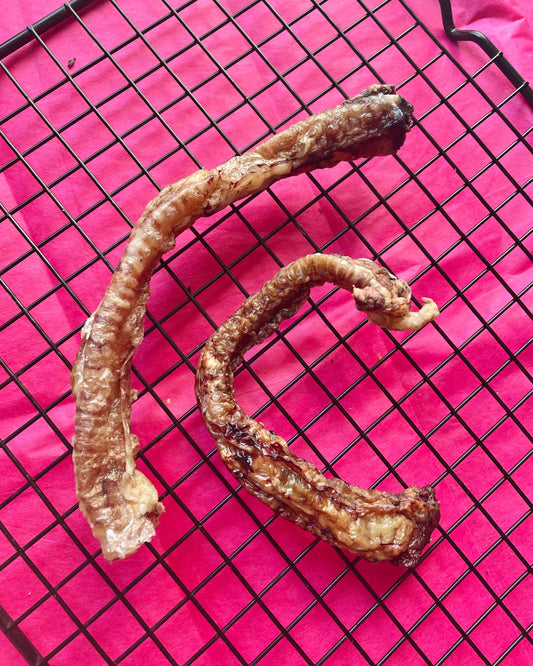 Goat Trachea
