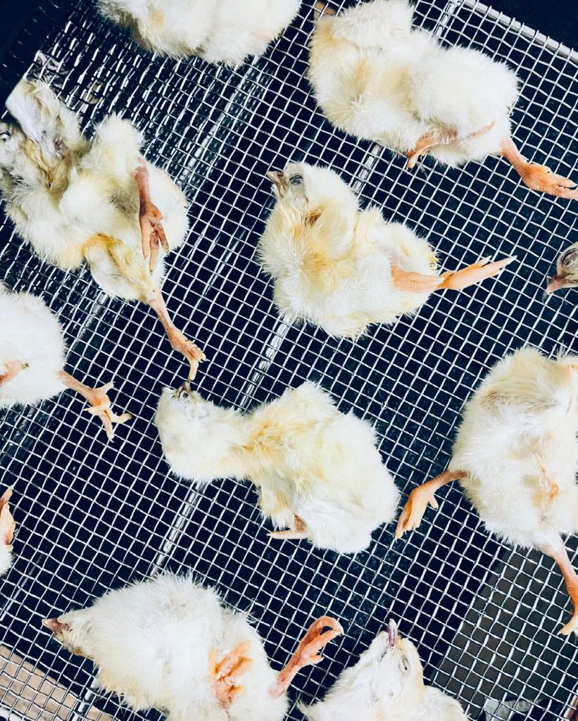Whole Prey Chick