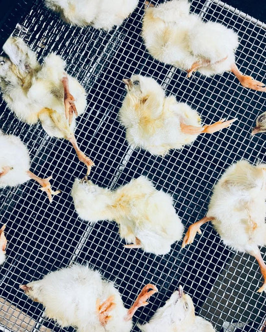 Whole Prey Chick