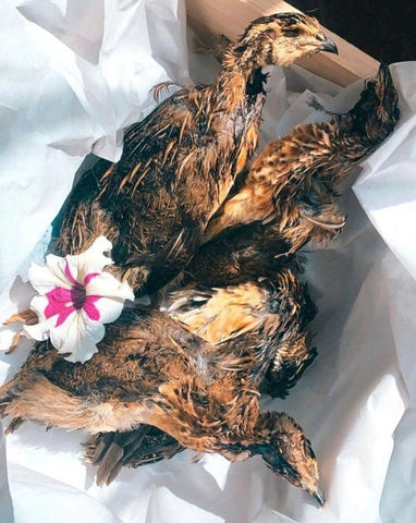 Whole Quail with Feathers