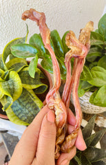 Goat Pizzle | Braided | Bites