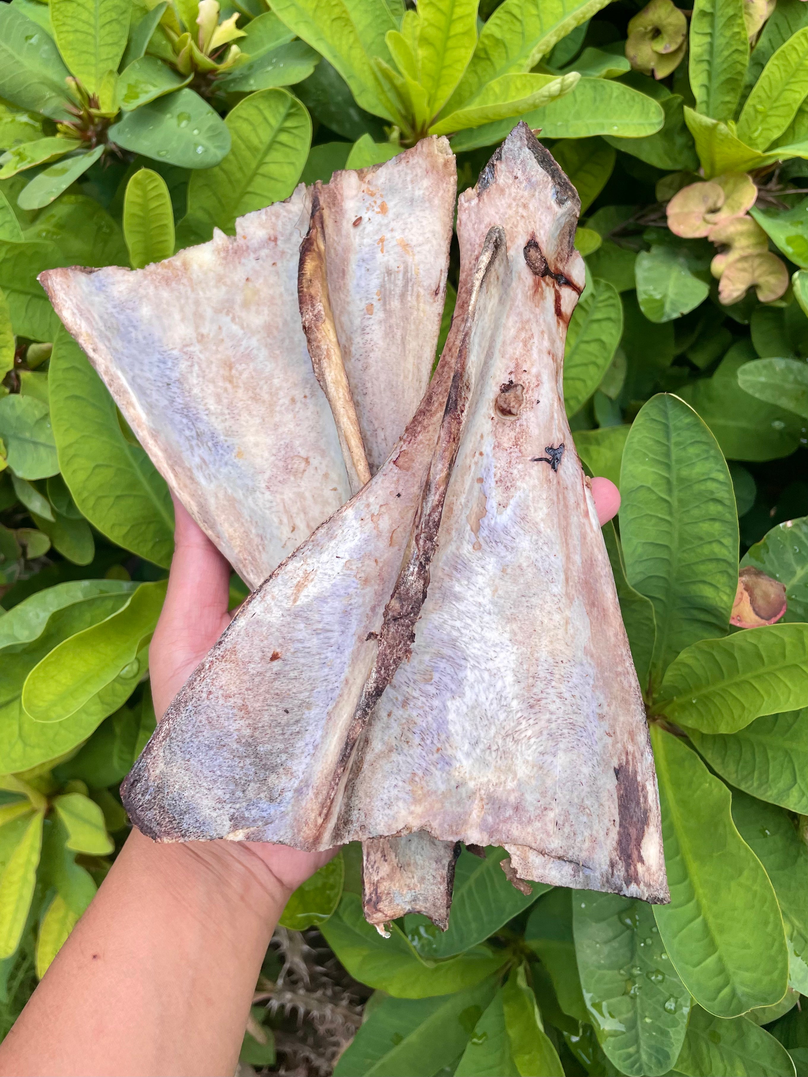 Buffalo Shoulder Chew