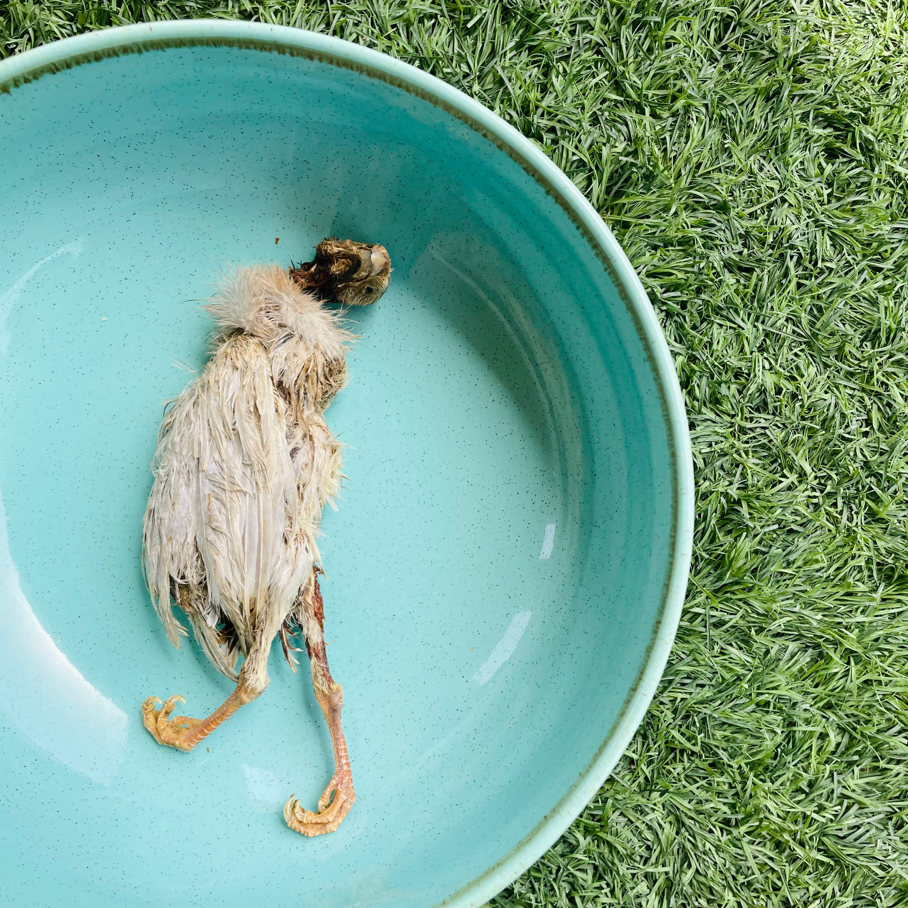 Whole Guinea Fowl Chick