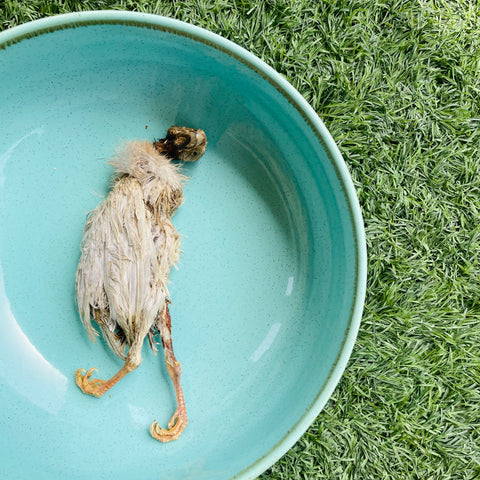 Whole Guinea Fowl Chick