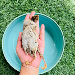 Whole Guinea Fowl Chick