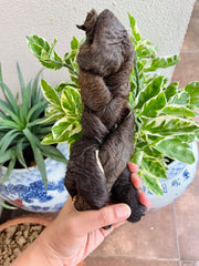 Real Hide | Roll | Braid | Sticks