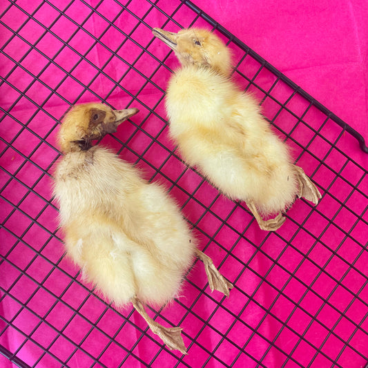 Whole Ducklings